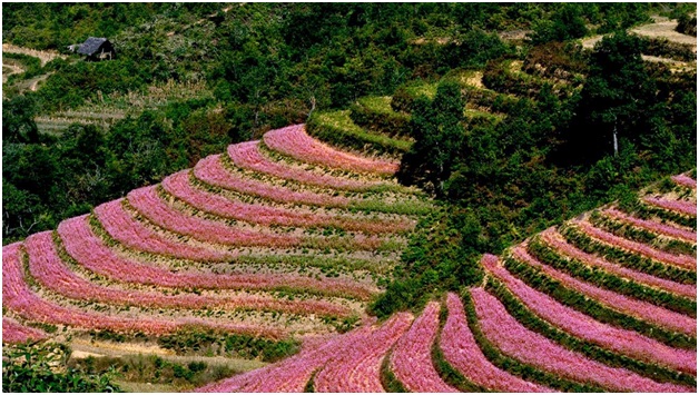 doi hoa ha giang