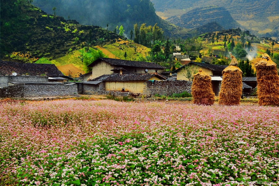 lễ hội hoa tam giác mach