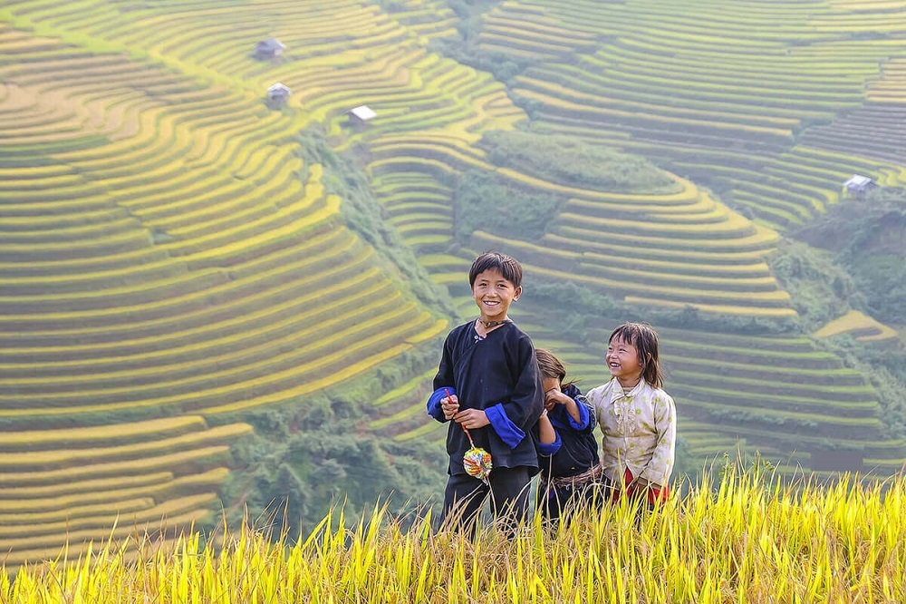 mùa lúa chín vàng tại Hoàng Su phì